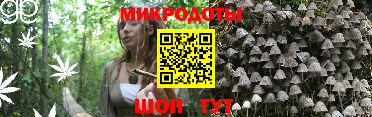 Галлюциногенные грибы Psilocybe Муром
